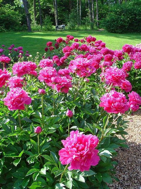 Pink Peonies Ann Arbor Arboretum Peonies 3 Beautiful Rose Flowers