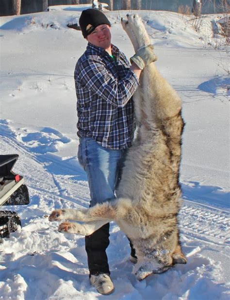 Live Hunt Alaska Second Wolf Of The Season Outdoor Life
