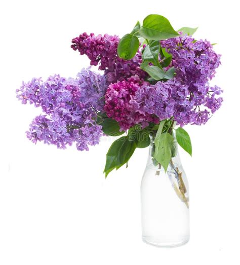 Lilac In Vase Stock Photo Image Of Bloom Bouquet Copy 49402236