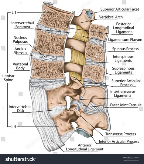 Ligaments Lumbar Spine Structure Ligaments Surrounding
