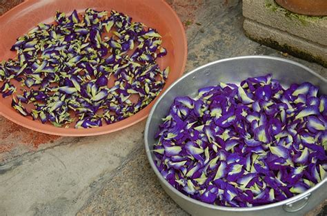 Perbedaan jenis makanan khas di tiap wilayah inilah yang sekaligus menjadi alasan bagi setiap daerah di indonesia memiliki cara tersendiri untuk membuat makanan sekaligus menyajikannya. CARA MENGGUNAKAN BUNGA TELANG SEBAGAI PEWARNA ALAMI ...
