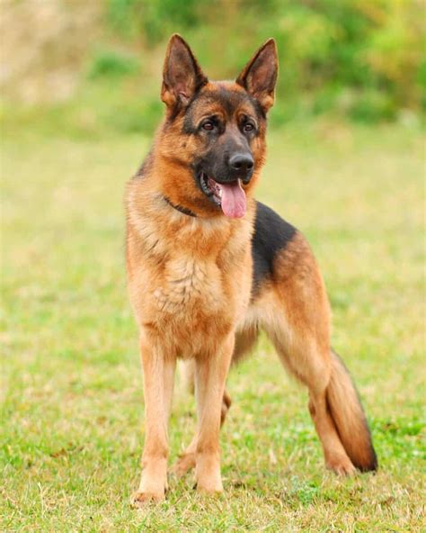 Short Haired German Shepherd Info Pictures Faqs And More