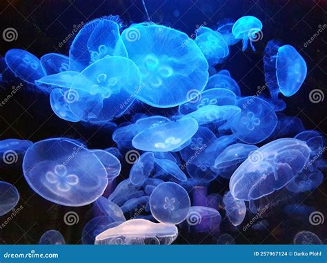 Jellyfish In The Lisbon Aquarium Stock Photo Image Of Second Lisbon