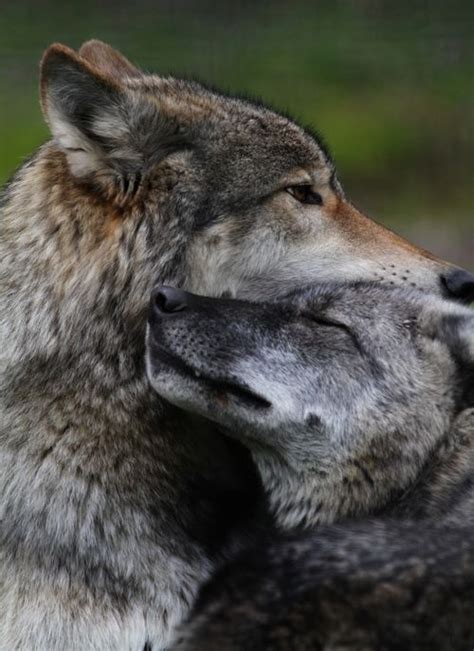 Hugs 💜 Wolf Love Animals Beautiful Cute Animals