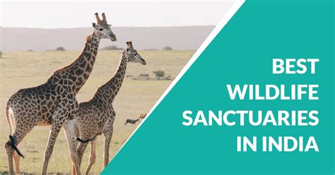 13 Most Popular Wildlife Sanctuaries In India Travlics
