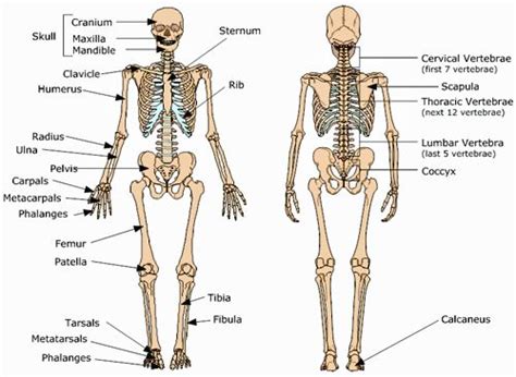 Your Skeletal System Human Skeleton Bones Human Anatomy