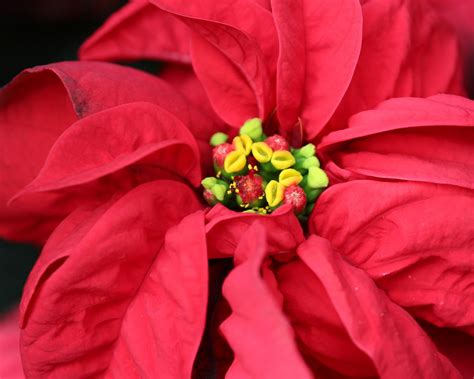It wasn't until 1825 that the first u.s. 20 Ways to Decorate With Poinsettias for the Holidays ...