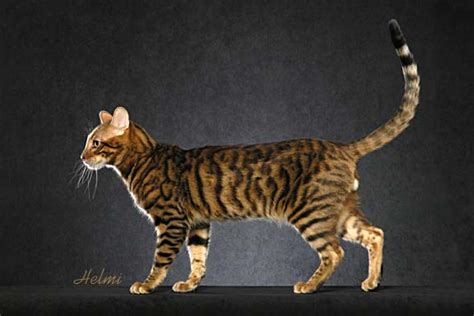 Blog About Cats Beautiful Toygers