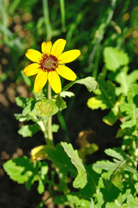 La Plante Du Mois La Berlandiera Lyrata Chocolate Daisy Le Jardin