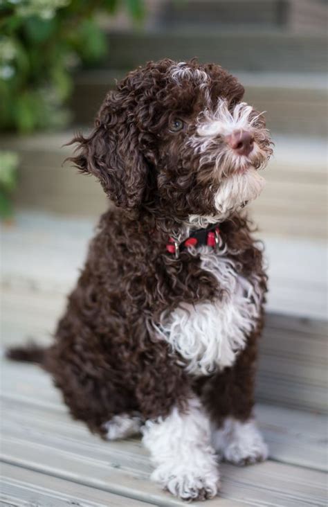 48 lagotto romagnolo puppies price. Puppies in 2020 | Lagotto romagnolo puppy, Dog breeds, Dogs