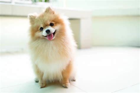 Pomchi Breed Info Size Color Varieties Lifespan And More