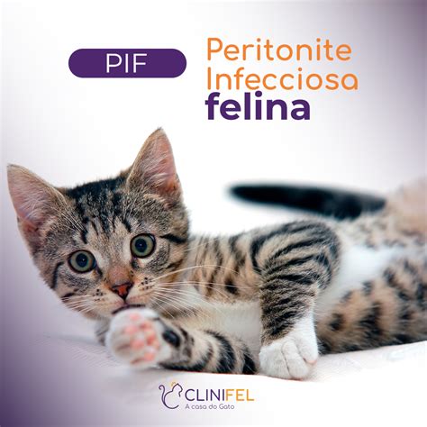 A Peritonite Infecciosa Felina PIF Clinifel