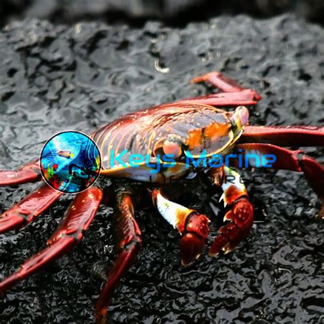 Sally Lightfoot Crab Keys Marine Life Direct