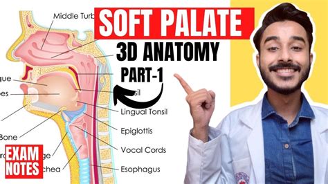 Soft Palate Anatomy 3d Muscles Of Soft Palate Anatomy Anatomy Of