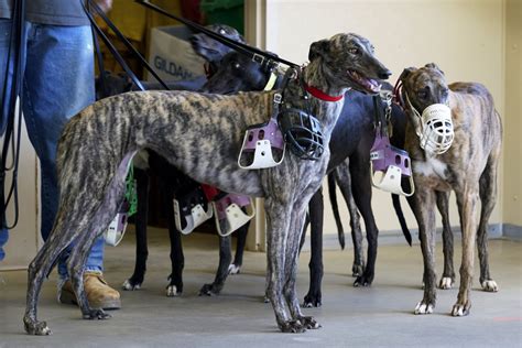 Greyhound Racing Nearing Its End In The Us After Long Slide Wtop News