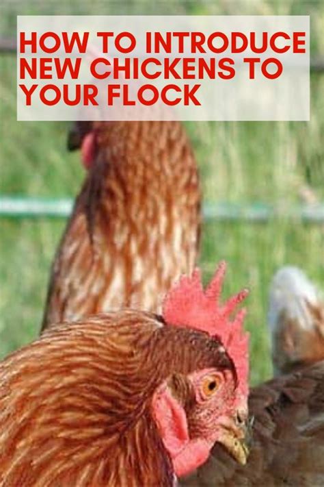 how to introduce new chickens to your flock chickens raising backyard chickens chickens backyard