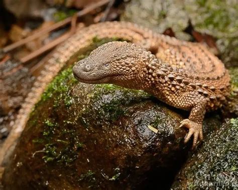 Earless Monitor Lizard Facts Diet Habitat And Pictures On Animaliabio
