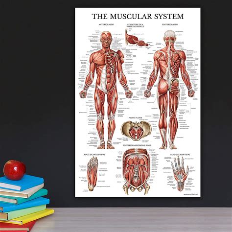 Muscular And Skeletal System Anatomical Poster Set Palace Learning