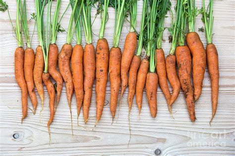 Wonky Organic Carrots Photograph By Tim Gainey Fine Art America
