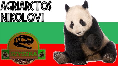 Agriarctos Nikolovi Panda Z BuŁgarii Youtube