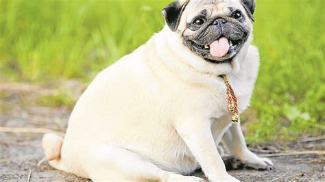 A Fat Dog Isnt Cute— Its A Serious Problem Inquirer Lifestyle