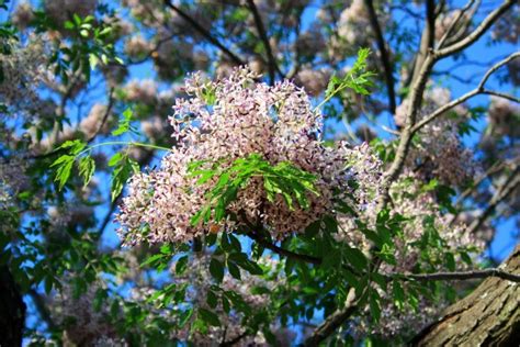 Cluster Of Seringa Tree Flowers Free Stock Photo Public Domain Pictures