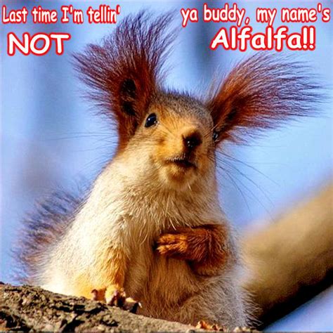 Squirrel Funny Animal Humor Photo 20269140 Fanpop