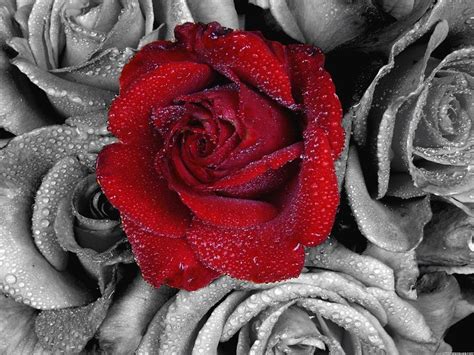 Maybe you would like to learn more about one of these? Rose Day 7th february ~ Allfreshwallpaper