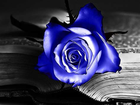 You can also upload and share your favorite cool rose wallpapers. Gallery of 42 Cool Rose Backgrounds, Wallpapers | B.SCB Wallpapers
