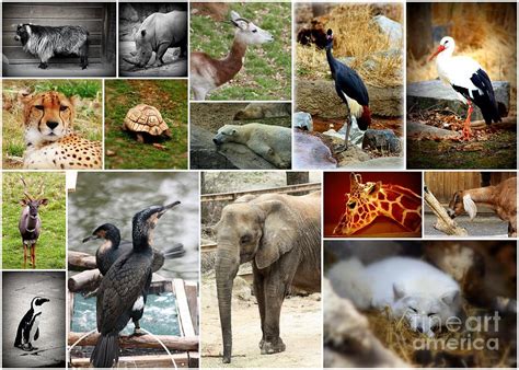 Zoo Collage Photograph By Patti Whitten