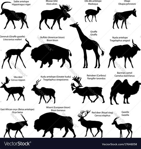 Silhouettes Of Even Toed Ungulates Animals Vector Image