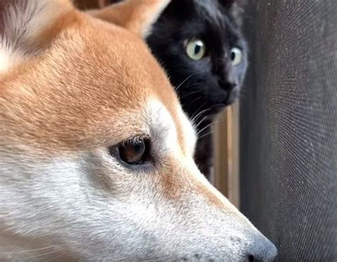 窓の外には何がある 揃ってソワソワしちゃ仲良しな柴犬と猫♪｜いぬのきもちweb Magazine