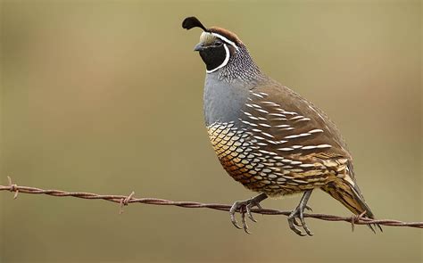 What Animals Live In California Worldatlas