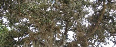 Sand Live Oak Quercus Geminata