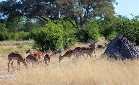 Impala Antelope Moremi Botswana Africa Wildlife Photograph By Artush