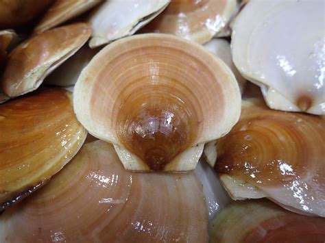 The Atlantic Sea Scallop A Fishery Success Story Noaa Fisheries