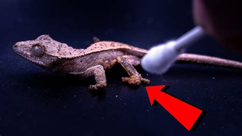 Gecko Tip Tuesday How To Clean Crested Gecko Feet Dried Food And