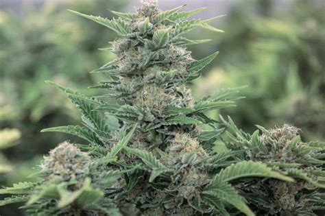 20 Highest Yielding Strains To Grow Indoors Or Outdoors 2023 Mold