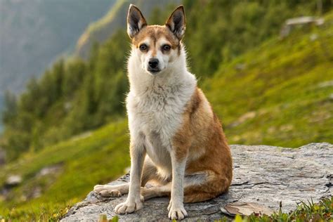 10 Of The Rarest Dog Breeds In The World Daily Paws