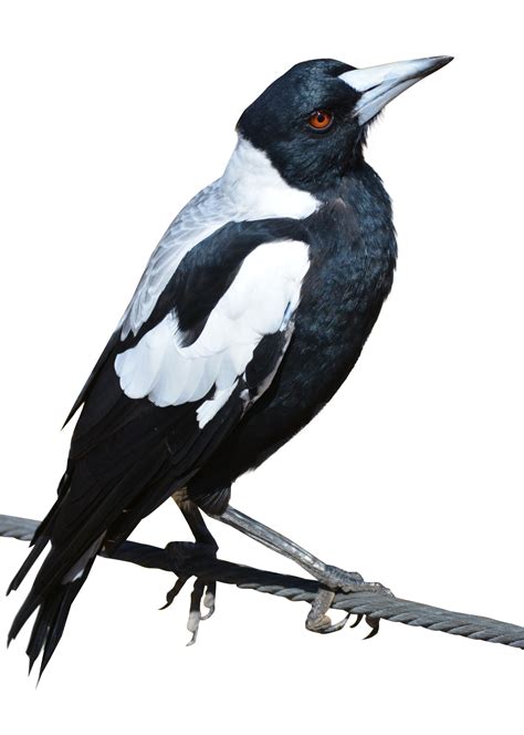 Magpie Bird Png Image Purepng Free Transparent Cc0 Png Image Library