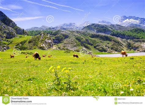 Mountains Landscape With Lake And Pasture Stock Photo Image Of
