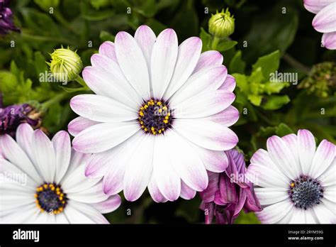 White And Purple African Daisy Flower Growing On Garden Dimorphotheca