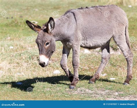 Portrait Of A Donkey On The Nature Autumn Stock Image Image Of Farm