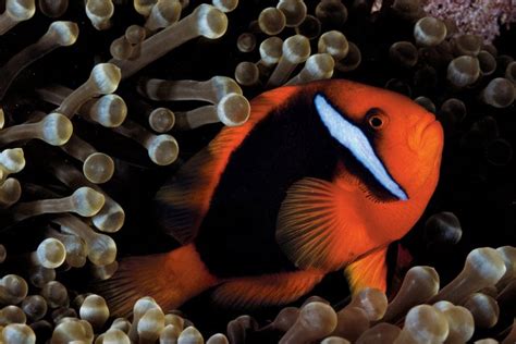 Seputar Dunia Perikanan Romantika Ikan Nemo Bersama Anaknya Di Terumbu