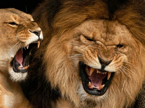 Angry Lions 1280 X 960 Wallpaper