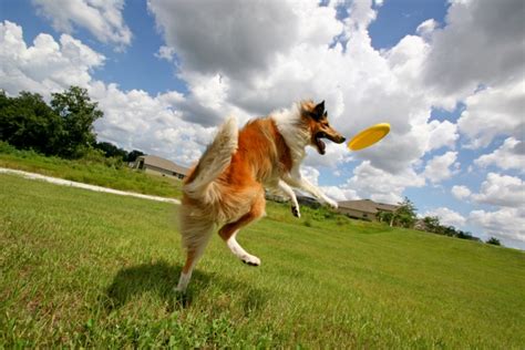 How To Teach Your Dog To Play Frisbee The Dogington Post