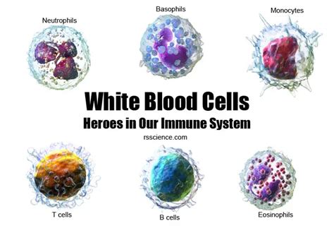 White Blood Cells Types Biology And Observation Under The Microscope