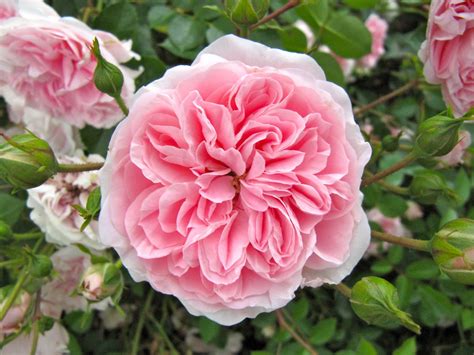Teresa Kasner Heirloom Rose Gardens And My Homespun Yarn