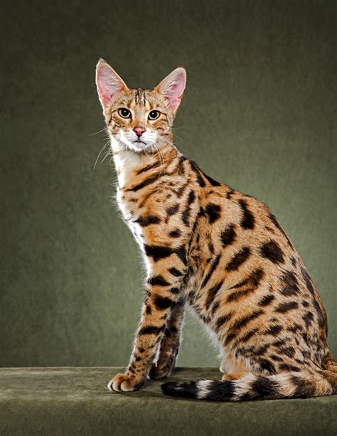 Savannah cat owners #1 guide! What do Savannah cats look like?