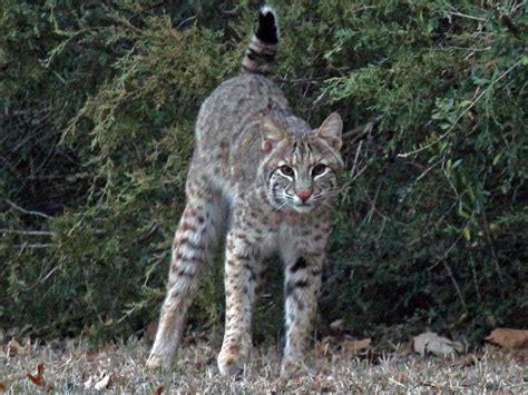 Bobcats are good swimmers,but they rarely go into the water. Dallas Trinity Trails: Texas Winter -- Predators of the Dallas Woods
